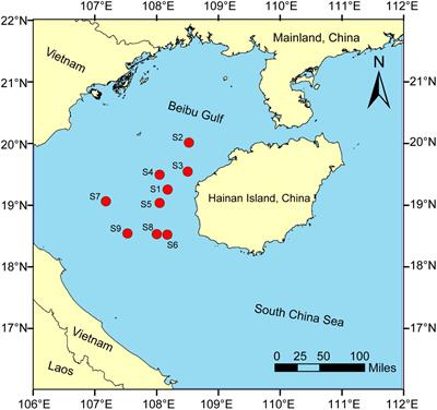 Ecological stoichiometric characteristics of three dominant fish species from the Beibu Gulf: inter- and intraspecific variations